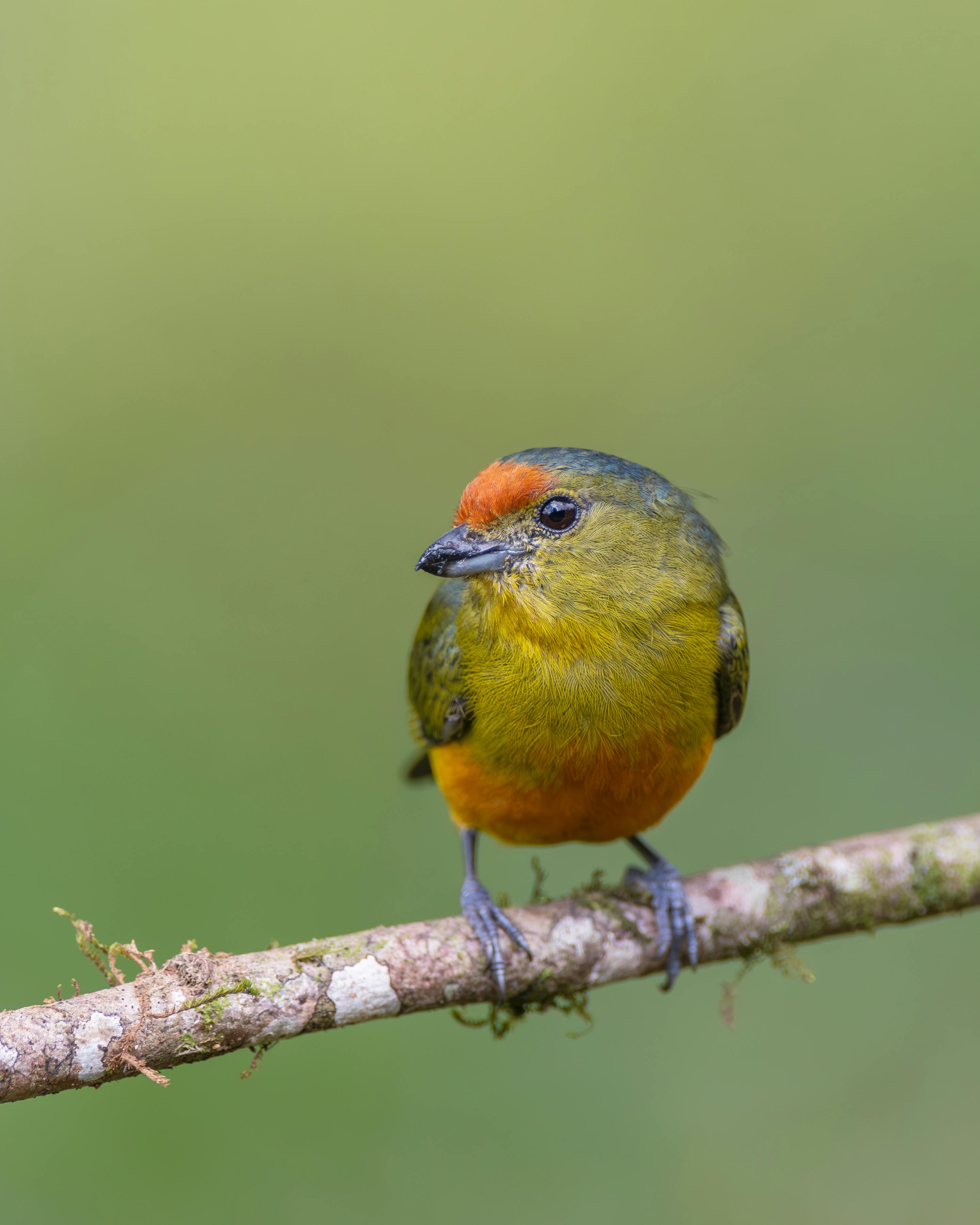 Caminata de Observación de Aves